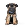 Hills Prescription Diet i/d Dry Puppy Food Digestive Health-4
