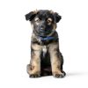 Hills Prescription Diet i/d Dry Puppy Food Digestive Health-3