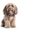 Hills Brain Care jd Dog Food Cognitive Mobility Support-4