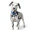 Hills Prescription Diet u/d Urinary Care Dry Dog Food-6