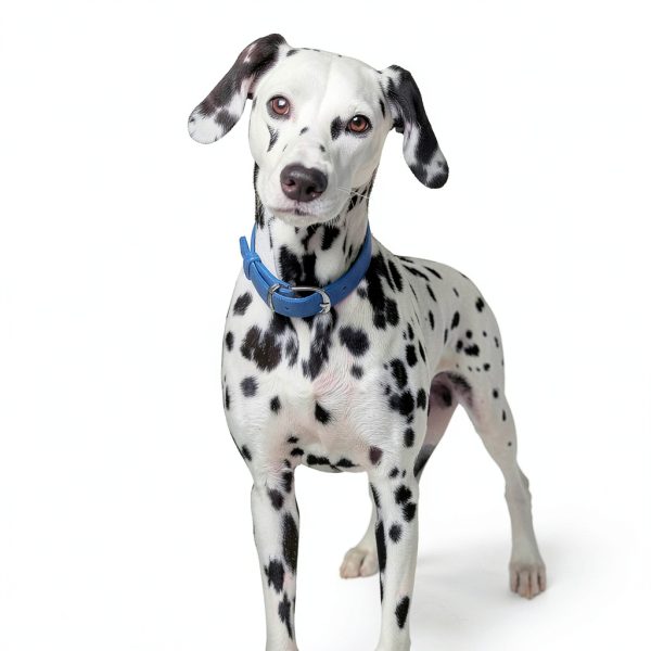 Hills Prescription Diet u/d Urinary Care Dry Dog Food-6