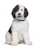 Hills Prescription Diet c d Multicare Urinary Dog Food-7
