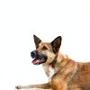 Blue Buffalo Veterinary Diet Dog Food Weight Urinary Care-6