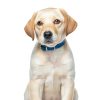 Hills Derm Complete Puppy Dog Food Skin Sensitivities-6