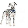 Hills Prescription Diet u/d Urinary Care Dry Dog Food-7