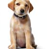 Hills Derm Complete Puppy Dog Food Skin Sensitivities-7