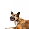 Blue Buffalo Alligator Dog Food Veterinary Diet Novel-6