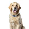 Hills Prescription Diet jd Joint Care Dog Food-7