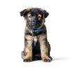 Hills Prescription Diet i/d Wet Puppy Food Digestive Health-5