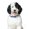 Hills Prescription Diet c d Multicare Urinary Dog Food-6