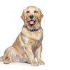Hills Prescription Diet jd Joint Care Dog Food-8