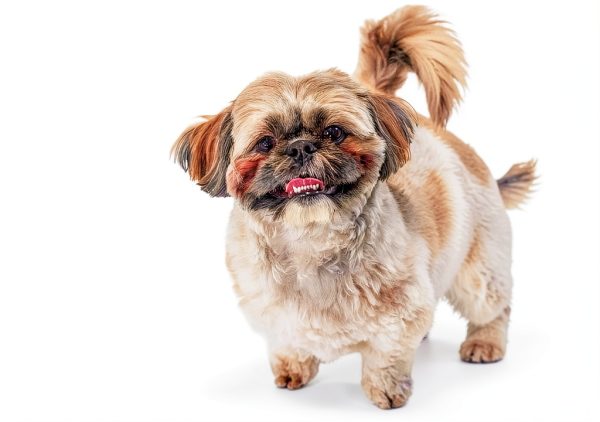 JustFoodForDogs Fresh Dog Food Kidney Health Support-3