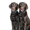 Hills Prescription Diet d/d Dog Food Sensitivities Formula-6