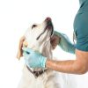 Blue Buffalo Gastrointestinal Support Wet Dog Food Chicken-5