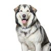 Hills Prescription Diet c/d Multicare Metabolic Dog Food-7