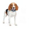 Hills Prescription Diet r/d Weight Reduction Dog Food-7