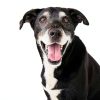 JustFoodForDogs Fresh Dog Food Kidney Health Support-9