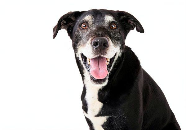 JustFoodForDogs Fresh Dog Food Kidney Health Support-9