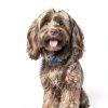 Hills Brain Care jd Dog Food Cognitive Mobility Support-3