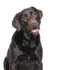 Blue Buffalo Veterinary Diet Dog Food Weight Urinary Care-5