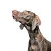 Purina Pro Plan Weight Management Dog Food 25lb-3