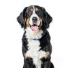 Hill's Prescription Diet Metabolic Weight + J/D Dry Dog Food 8.5 lb-7