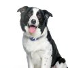 Hill's Prescription t/d Dental Dry Dog Food 5lb-6