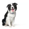 Hill's Diet t/d Dental Dry Chicken Dog Food 5lb-8