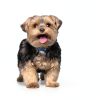 Hill's Prescription Diet Liver Care Dry Dog Food-8