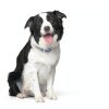 Hill's Prescription t/d Dental Dry Dog Food 5lb-7