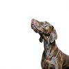 Hydrolyzed Dog Food Nestle Purina Canned Chicken-4