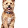 Hill's k/d Kidney Care Dry Dog Food Chicken-8
