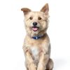 Hill's k/d Kidney Care Dry Dog Food Chicken-7