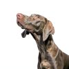 Purina Pro Plan Weight Management Dog Food 25lb-3
