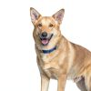 Hill's Prescription Diet i/d Dry Dog Food 17.6 lb Chicken Regular-7