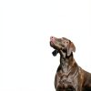 Purina Veterinary Diet Hydrolyzed Dog Food 25lb Veg Pack-4