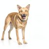 Hill's Prescription Diet i/d Dry Dog Food 17.6 lb Chicken Regular-8