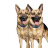 Hill's Diet Gastrointestinal Biome Chicken Dry Dog Food 27.5 lb-7
